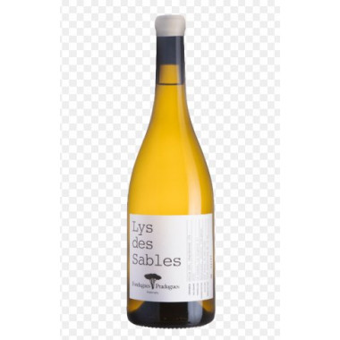 Lys des sables blanc-Fondugues Pradugues